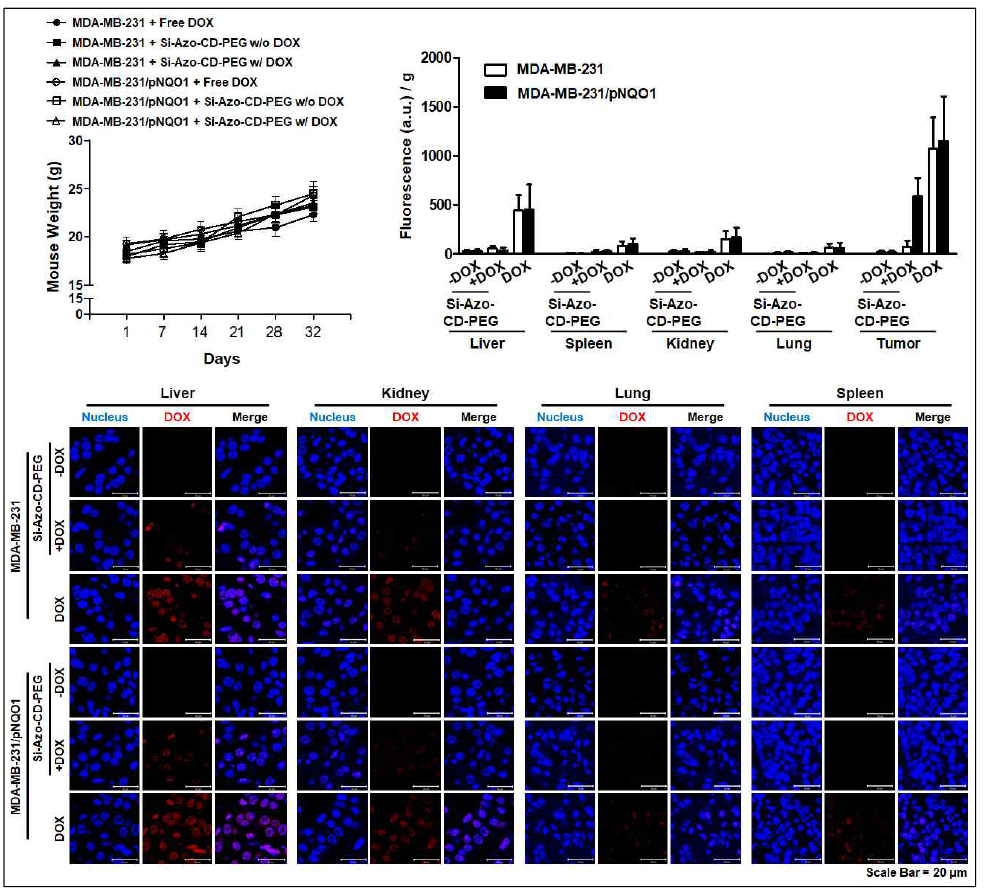 Tumor xenograft mouse model을 이용한 표적지향형 약물전달시스템의 생체 분포