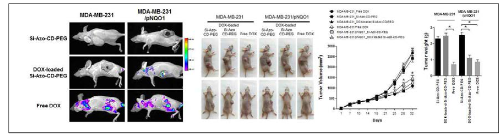 Tumor xenograft mouse model을 이용한 in vivo 치료효과 규명