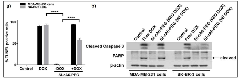 Si-cA6W-PEG에 의한 TUNEL-positive 세포 (a) 및 세포의 caspase activity (b).