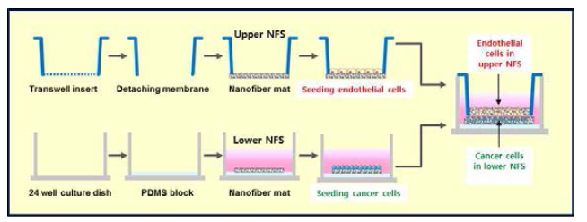 암세포로의 혈관내피세포로 이동을 측정하기 위한 layer-by-layer system 구축 모델