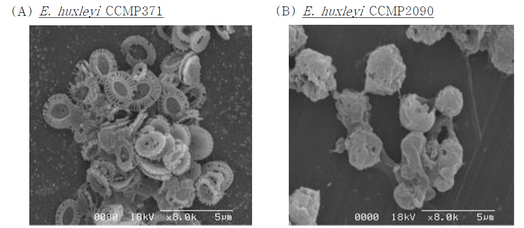 Emiliania huxleyi의 Bio-SEM 분석결과