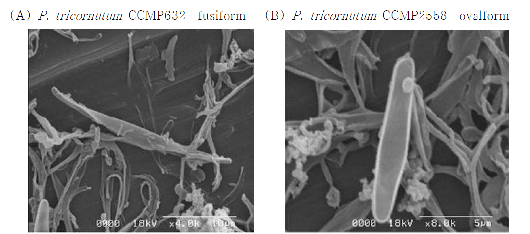 Phaeodactylum tricornutum의 Bio-SEM 분석 결과