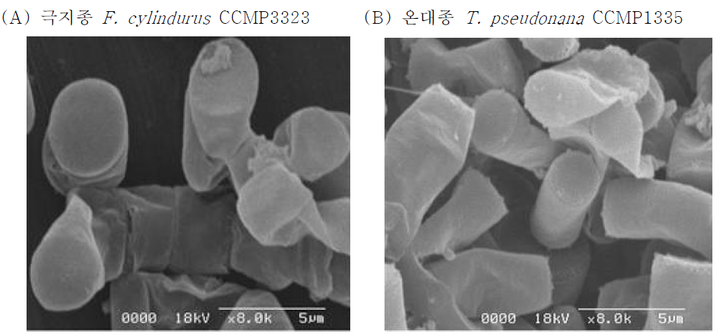 해양극지종 F. cylindrus 와 온대종 T. pseudonana의 Bio-SEM 분석