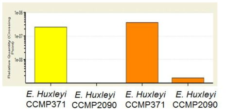 EhFRU1 유전자의 qRT-PCR 분석 (2종류의 specific primer 사용)