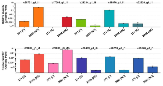 후보 contig 서열 qRT-PCR