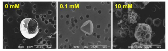 칼슘 농도에 따른 coccolith 형성유무 (SEM)