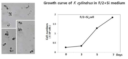 F. cylindrus의 형태와 성장패턴 분석결과