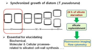 미세조류의 세포 동기화 모식도