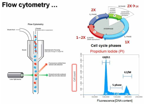 Flow cytometry 기기 분석을 통한 세포 분열 확인 모식도