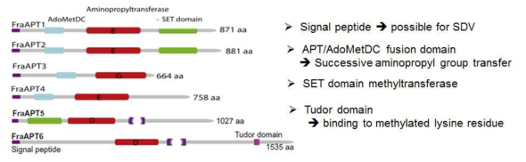 In silico 분석을 통한 Aminopropyltransferase (APT) 유전자 군