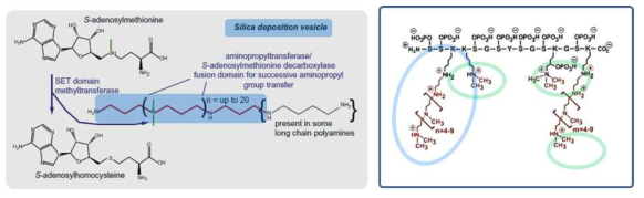 Long-chain Polyamine 생성과 post-modification 설명