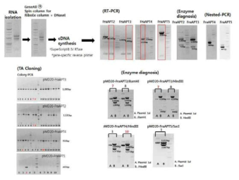 FraAPT 유전자 클로닝 과정 설명