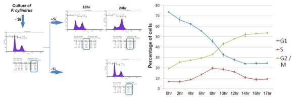 NGS 분석을 위한 세포분열주기 동기화 배양 F. cylindrus 배양세포