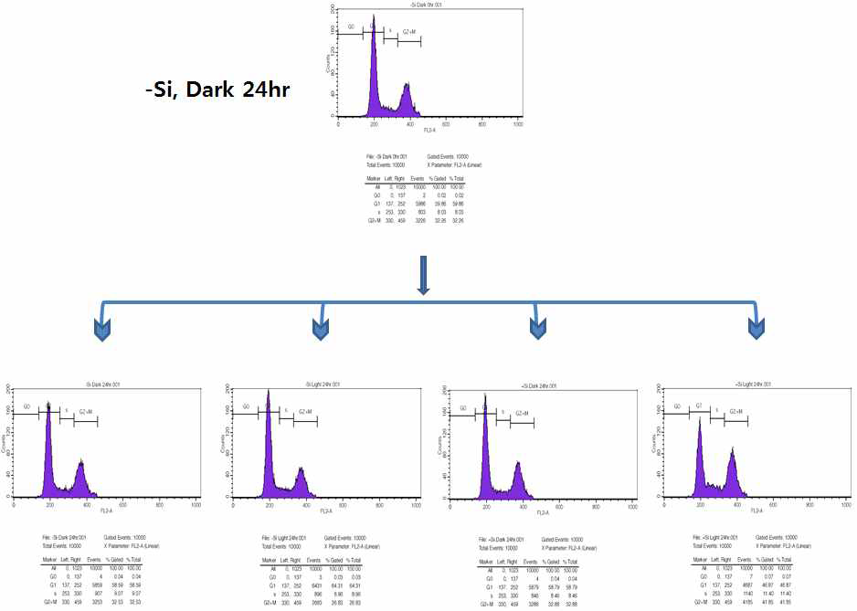 silicon 및 light 결핍을 통한 세포분열 동기화