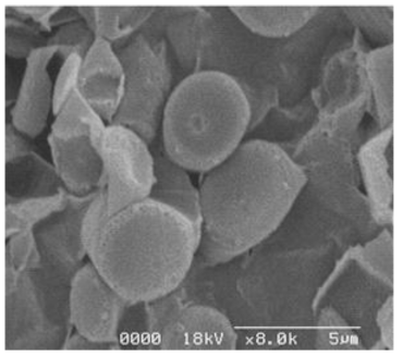 T. pseudonana로 분리된 대사산물의 Bio-SEM 분석 (×8,000)