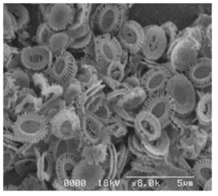 E. huxleyi로부터 분리된 대사산물의 Bio-SEM 분석 (×8,000)