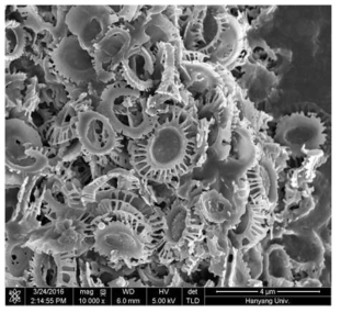 E. huxleyi 유래 coccolith의 SEM 분석 (×10,000)