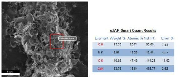 E. huxelyi에서 분리한 coccolith의 EDS 분석