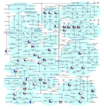 Metabolic Pathway Map