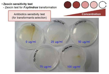 해양극지종 F. cylindrus의 Zeocin에 대한 민감도(Sensitivity) 조사