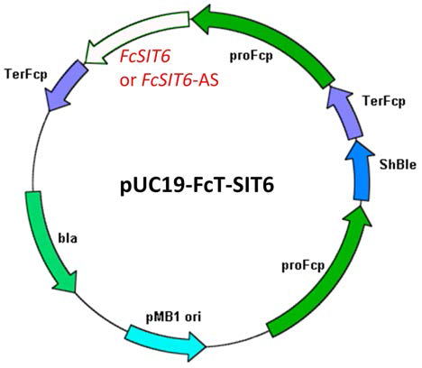 F. cylindrus recombinant transformation vector system