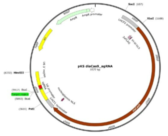 P. tricornutum 대상 CRISPR-Cas9 construct