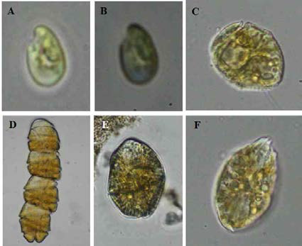 연구기간 동안에 우리나라 해역에서 출현하는 원생동물의 단종 배양체 확립 종주. (A) 부유성 은편모류 Rhodomonas sp. (B) 저서성 은편모류 Rhodomonas salina, (C) 저서성 와편모류 Thecadinium kofoidii, (D) 부유성 와편모류 Cochlodinium polykrikoides, (E) 저서성 와편모류 Gymnodinium uncatenum, (F) Ostreopsis cf. ovata