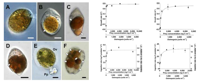 독성 와편모류 Ostreopsis cf. ovata를 잘 섭식하는 원생생물의 성장률과 섭식율