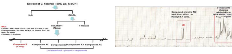 저서 와편모류 Thecadinium kofoidii로부터 화합물 9의 분리 체계도와 HPLC 크로마토그램