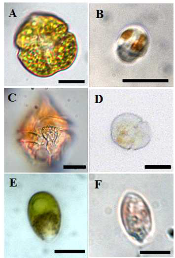본 연구에서 2차년도 조사기간 동안에 새롭게 분리 또는 배양에 성공한 단종배양체의 광학현미경 (LM) 사진. (A) Takayama helix, (B) Heterocapsa minima, (C) Gonyaulax sp., (D) Stoeckeria cf. algicida, (E) Dunaliella sp., (F) Rhodomonas abbreviata. Scale bars= 10 μm
