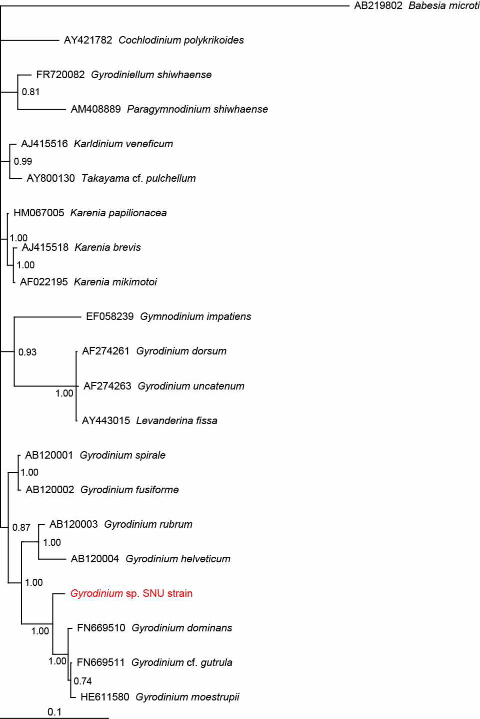 본 연구팀이 새롭게 분리, 배양한 신종 후보군에 속하는 와편모류 Gyrodinium sp.의 18S rDNA 기반 계통수 (Phylogenetic tree)