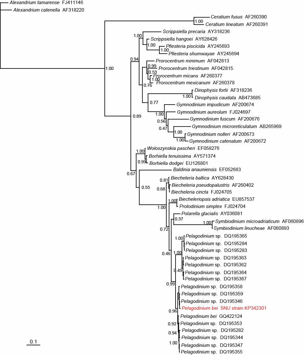 본 연구팀이 새롭게 분리, 배양한 와편모류 Pelagodinium bei의 28S ribosomal DNA (rDNA) 기반 계통수 (Phylogenetic tree)