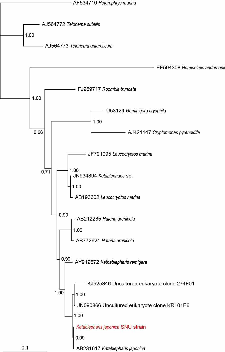 본 연구팀이 새롭게 분리, 배양에 성공한 종속영양성 은편모류 Katablepharis japonica의 18S ribosomal DNA (rDNA) 기반 계통수 (Phylogenetic tree)