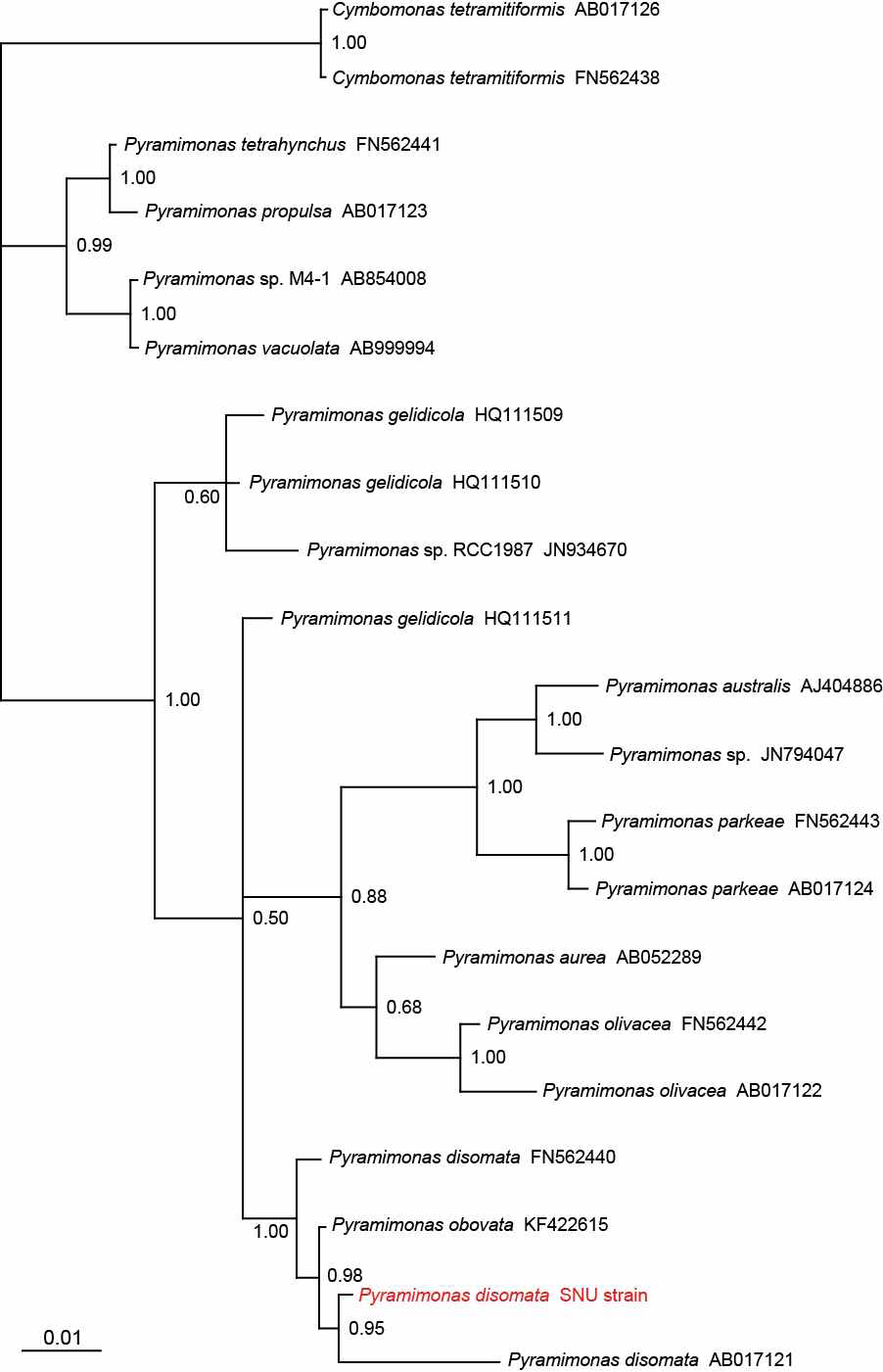 본 연구팀이 새롭게 분리, 배양에 성공한 해양 녹조류 Pyramimonas disomata의 18S ribosomal DNA (rDNA) 기반 계통수 (Phylogenetic tree)