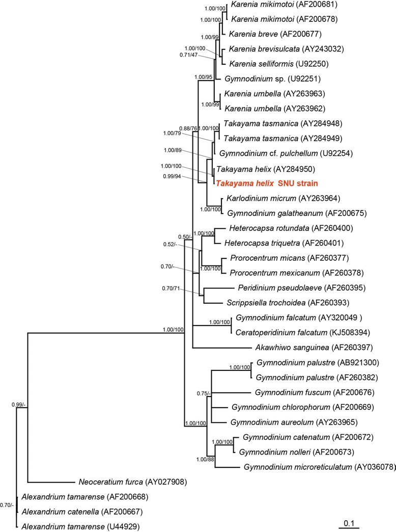 본 연구팀이 새롭게 분리, 배양에 성공한 독성 와편모류 Takayama helix의 28S ribosomal DNA (rDNA) 기반 계통수 (Phylogenetic tree)