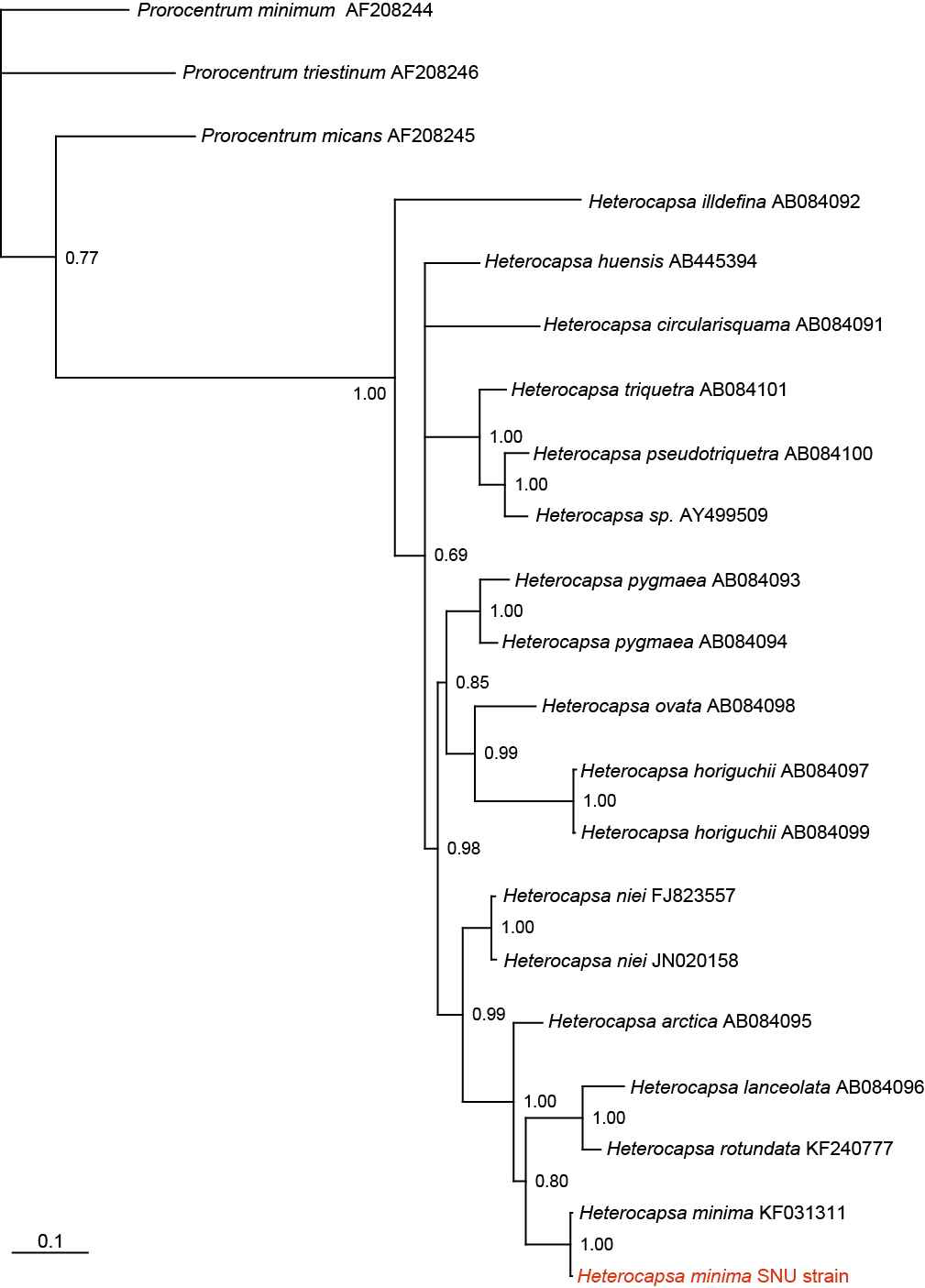 본 연구팀이 새롭게 분리, 배양에 성공한 해양 와편모류 Heterocapsa minima의 ITS region 기반 계통수 (Phylogenetic tree)