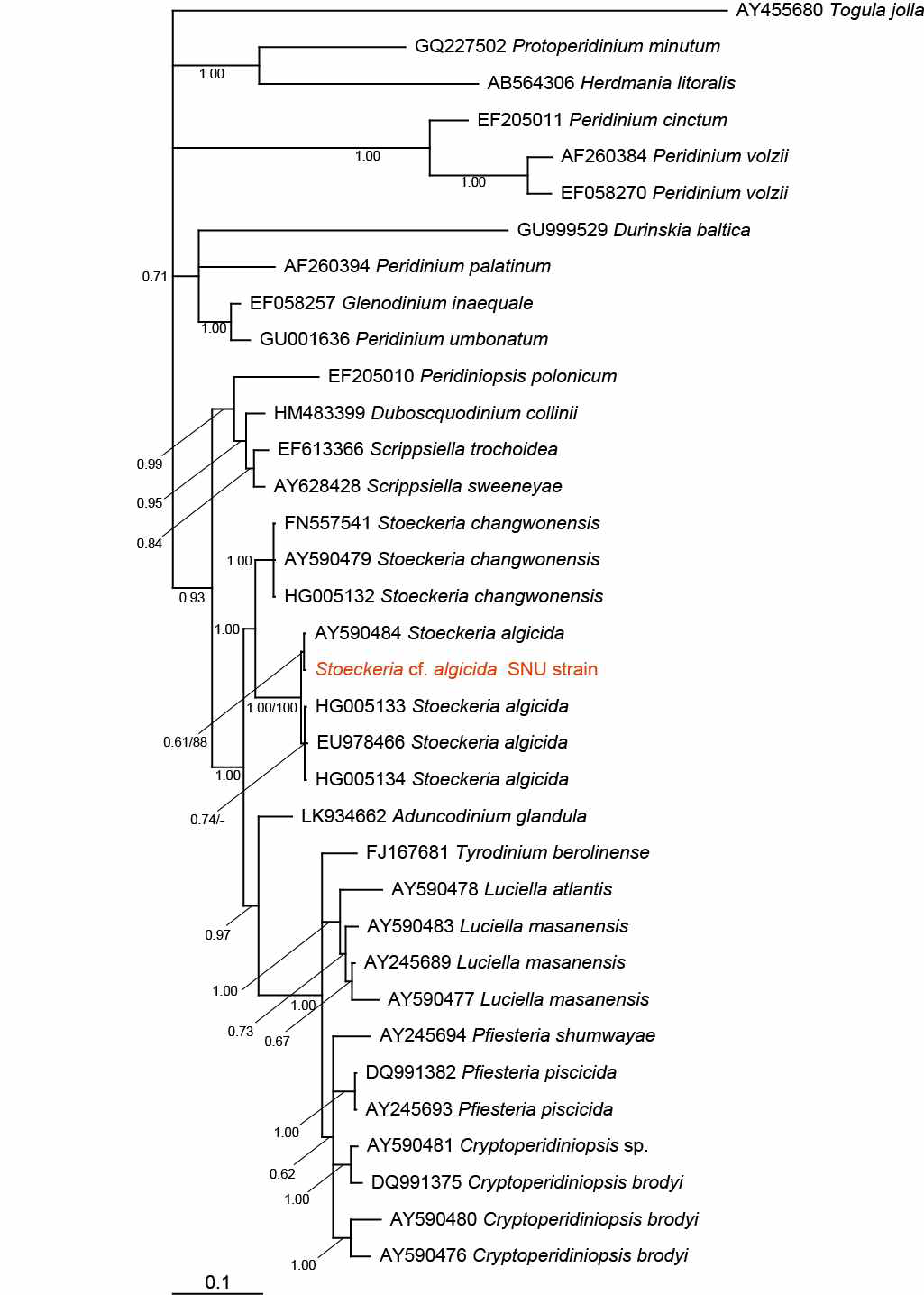 본 연구팀이 새롭게 분리, 배양에 성공한 해양 와편모류 Stoeckeria cf. algicida의 18S ribosomal DNA (rDNA) 기반 계통수 (Phylogenetic tree)