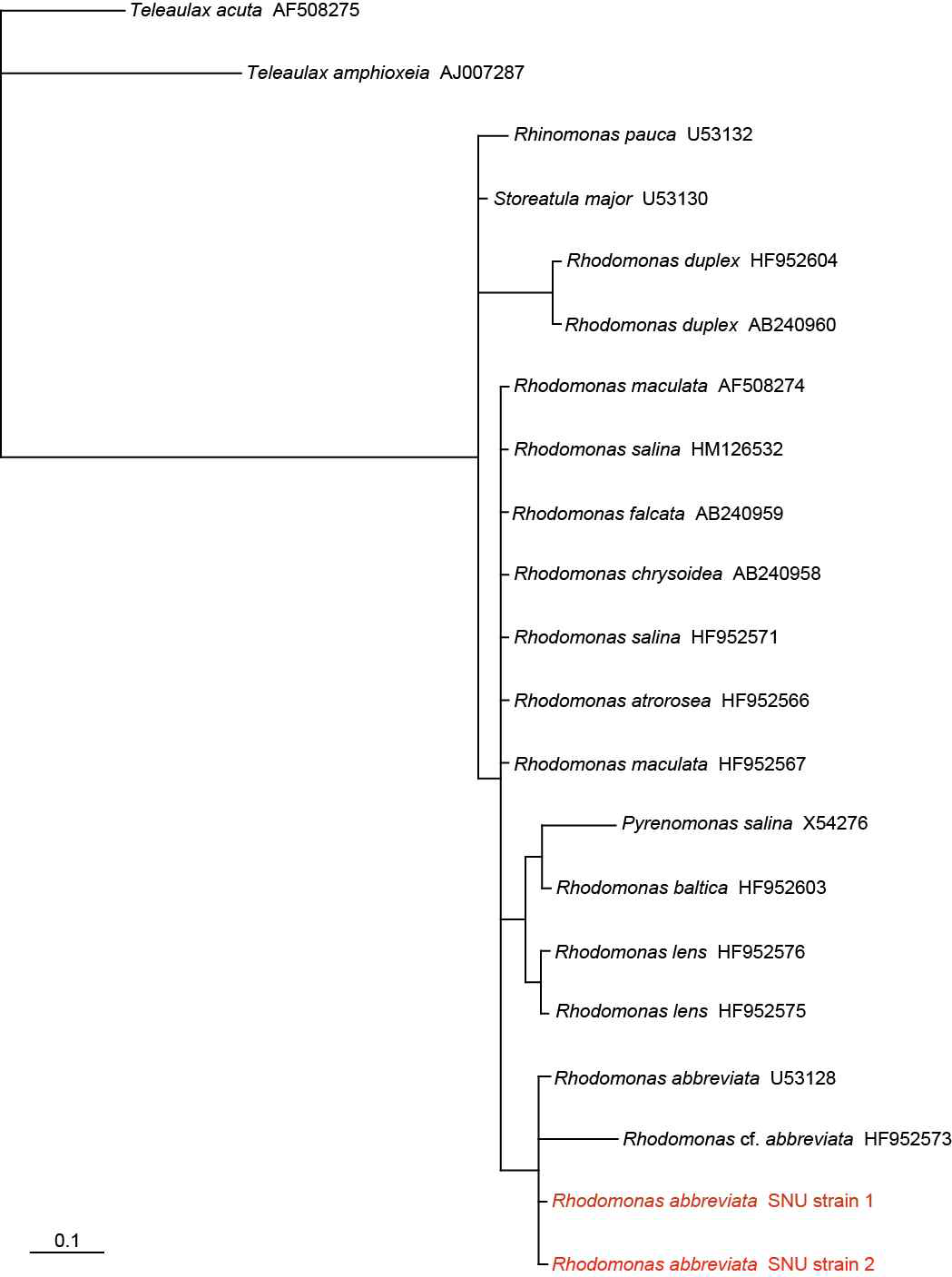 본 연구팀이 새롭게 분리, 배양에 성공한 해양 은편모류 Rhodomonas abbreviata의 18S ribosomal DNA (rDNA) 기반 계통수 (Phylogenetic tree)