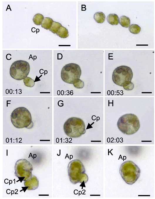 단종배양체 편모류 Alexandrium pohangense가 적조생물인 Cochlodinium polykrikoides를 섭식하는 과정, (A) 4개의 체인형태로 존재하는 C. polykrikoides, (B) A. pohangense와 접촉 후 체인이 파괴된 C. polykrikoides, (C-H) A. pohangense가 C. polykrikoides를 engulfment 방법으로 섭식하는 과정, (I-K) A. pohangense가 2개 체인형태의 C. polykrikoides를 차례대로 섭식하는 장면, Scale bars=20 μm (A, B), & 10 μm (C-K) (Lim et al. 2015)