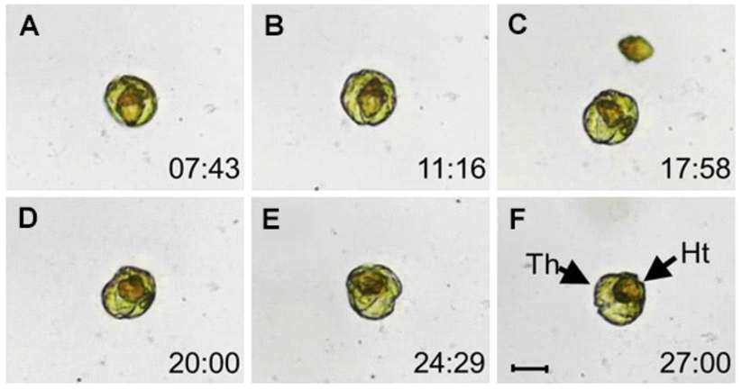 단종배양체 편모류 Takayama helix가 적조생물인 Heterocapsa triquetra (A-F)를 섭식하는 과정. Scale bars= 20 μm