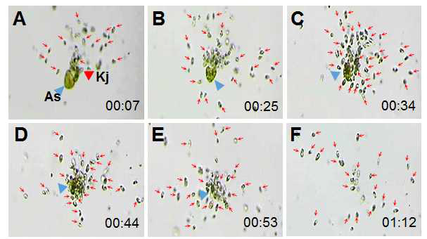 종속영양성 나노편모류 (HNF, heterotrophic nano-flagellate)인 Katablepharis japonica가 와편모류 Akashiwo sanguinea를 섭식하는 장면 (A-F) (Submitted data)