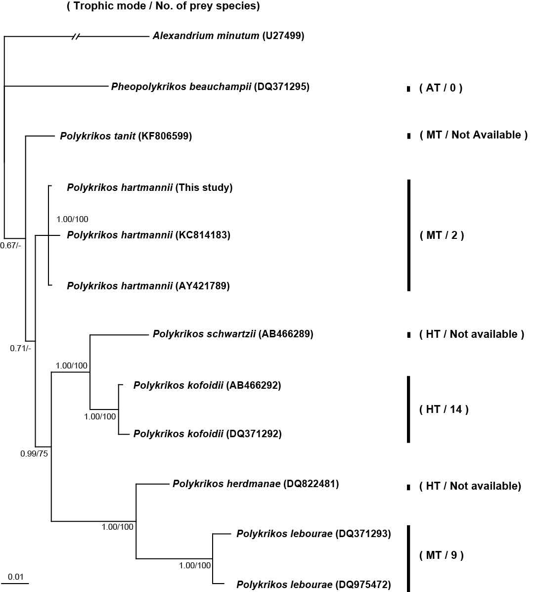 본 연구팀에서 새롭게 제시한 편모류 Polykrikos 속 (genus)과 Pheopolykrikos 속 간의 분류 key: 영양형태 (Trophic mode)와 그에 따른 먹이종류의 개수 (No. of prey species)를 비교분석한 계통수 작성도, AT: 독립영양성, MT: 혼합영양성, HT: 종속영양성. (Lee et al. 2015, unpublished data)