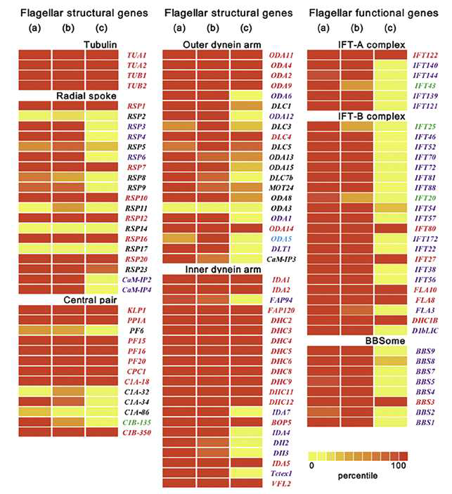 Dinoflagellates (a), small flagellates (b), 그리고 non-motile protists (c) 의 그룹별, 편모 (Flagellum)의 구조를 이루는 유전자 (e.g. tubulin, radial spoke, central pair, outer dynein arm 그리고 inner dynein arm) 및 운동성에 관여하는 기능 담당 유전자들 (IFT complex 그리고 BBSome)의 존재유무를 나타낸 Heat map (Jang et al., 2017c)