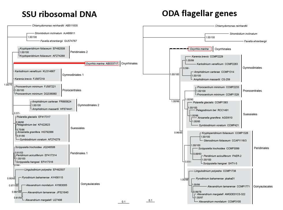 본 연구팀에서 편모(flagellum)를 이루는 구조 유전자 (ODA)를 기반하여 새롭게 작성한 와편모류 계통수로, 기존 리보솜 계통수에서 발생하는 long-branch attraction (LBA) artifact 문제가 해결되는 새로운 계통수 분류키를 제시 (Jang et al., 2017c)