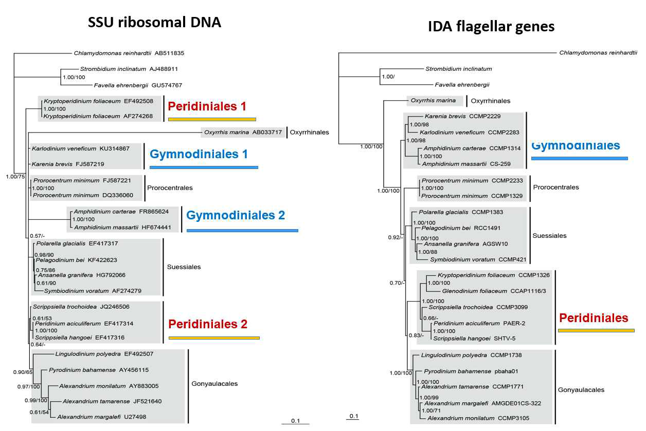 본 연구팀에서 편모(flagellum)를 이루는 구조 유전자 (IDA)를 기반하여 새롭게 작성한 와편모류 계통수로, 기존 리보솜 계통수에서 발생하는 근연종의 그룹 분지 문제가 해결되는 새로운 계통수 분류키를 제시 (Jang et al., 2017c)