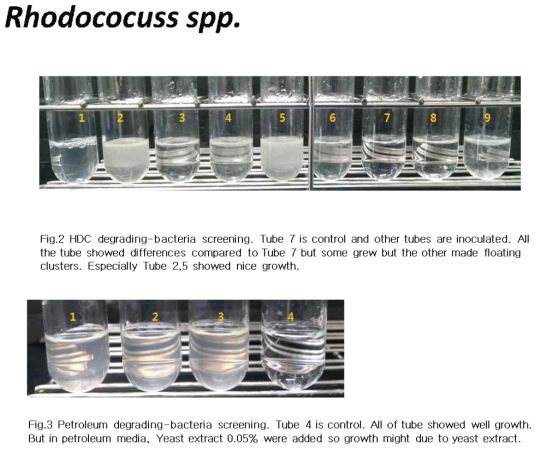 Rhodococcus의 Hxadecane, Petroleum degrading-bacteria screening 결과