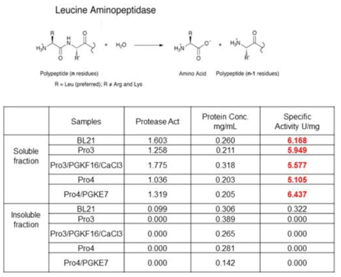P. phenolica 유래 protease 효소의 leucin aminopeptidase 활성 측정 결과