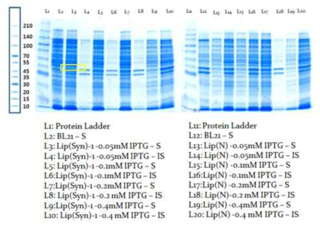 M. luteus 유래의 lipase효소 단백질 대장균 발현-IPTG 최적화