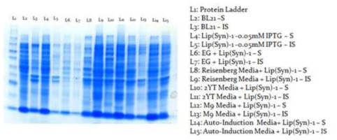 M. luteus 유래의 lipase효소 단백질 대장균 발현-배지 최적화