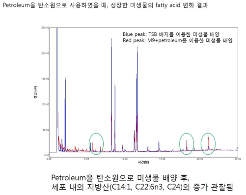 Petroleum을 탄소원으로 배양했을 때의 지방산 조성 차이